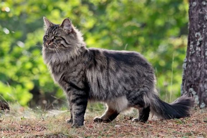 Can you buy a Norwegian Forest Cat