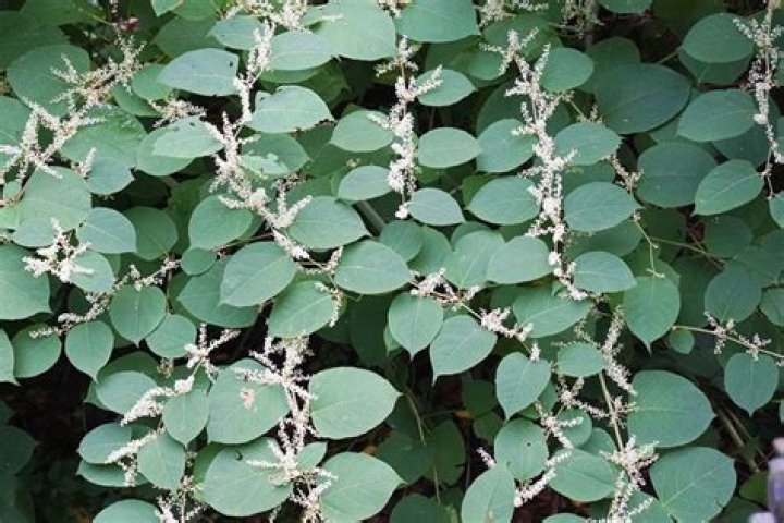 Can you buy Japanese knotweed seeds