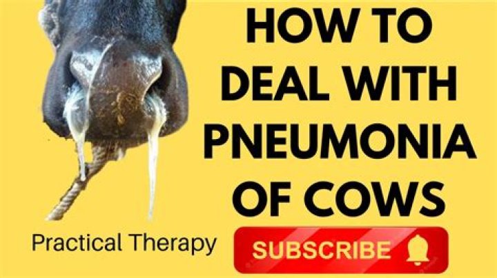 Can you catch pneumonia from cattle