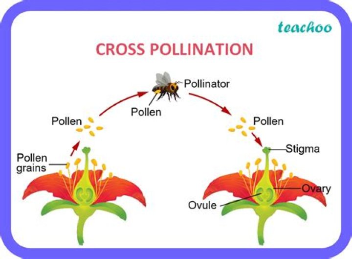 Can you cross pollinate different flowers
