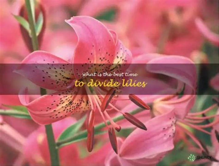 Can you divide lilies