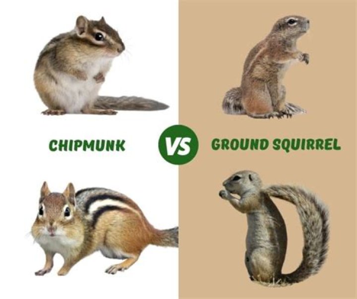 Can you drown ground squirrels