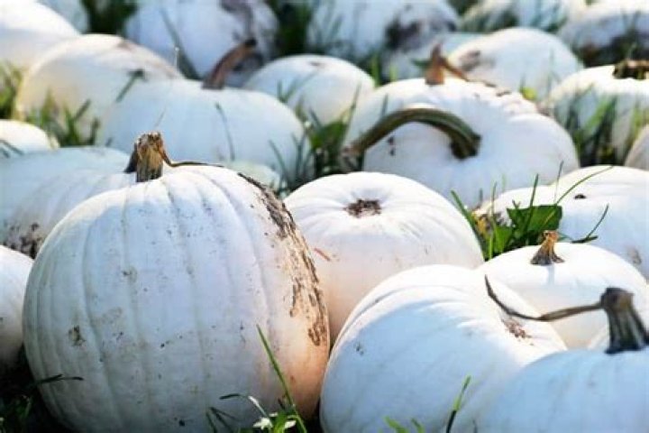 Can you eat ghost plant