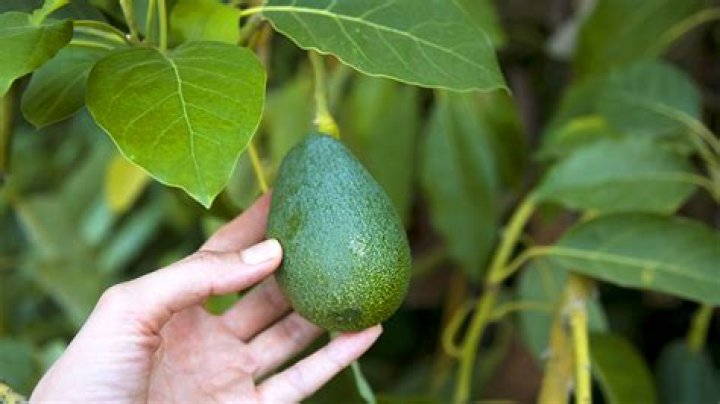 Can you grow avocados in East Texas