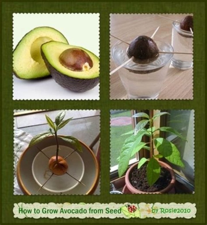 Can you grow avocados in Zone 5
