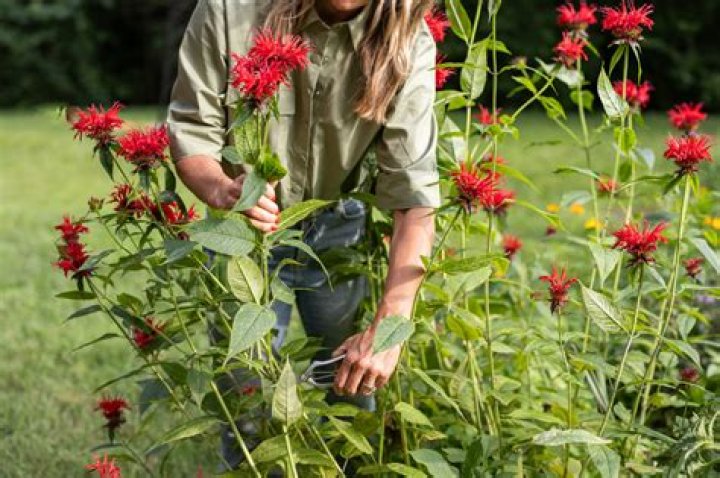 Can you grow bee balm from cuttings