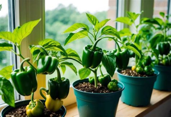 Can you grow bell peppers indoors