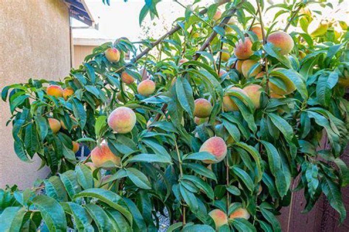 Can you grow peaches in Vermont