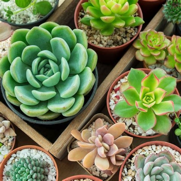 Can you grow succulents in Arizona