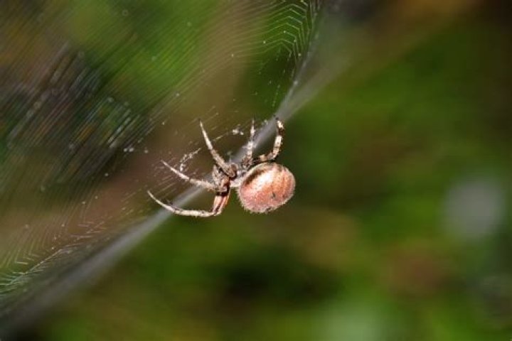Can you identify a spider by its web
