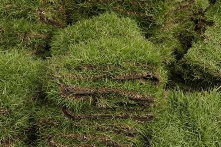 Can you plant Zoysia from seed