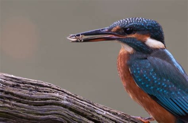Can you see kingfishers in winter