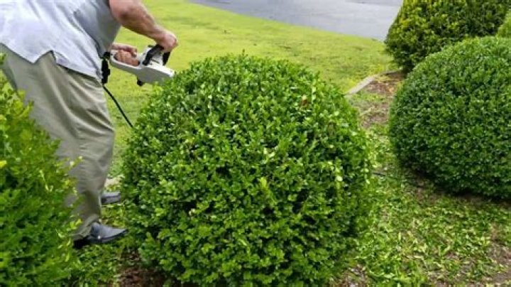 Can you trim bushes in October
