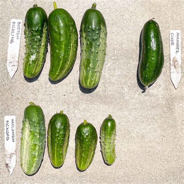 Can you use Splenda for pickling