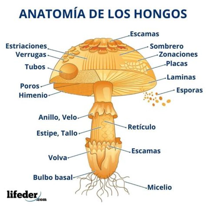 ¿Cómo se puede describir un hongo