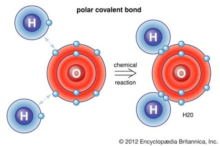 Do all polar molecules contain polar covalent bonds