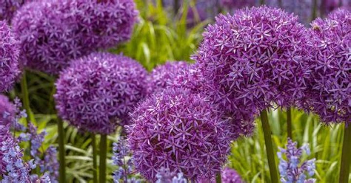 Do alliums need a lot of water