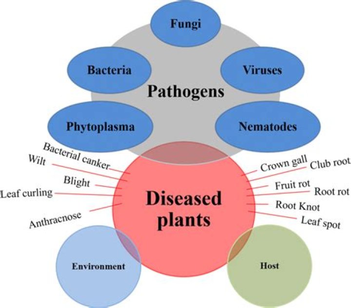 Do bacteria infect plants