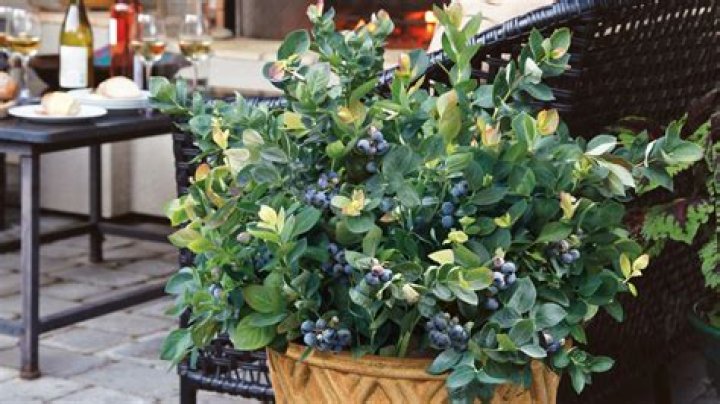 Do Blueberries do well in pots