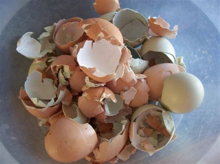 Do chickens eat egg shells