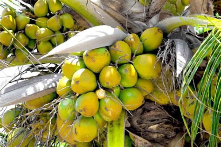 Do coconuts grow in Miami