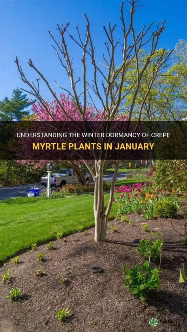 Do crepe myrtle trees lose their leaves in winter