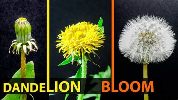 Do dandelions have a season
