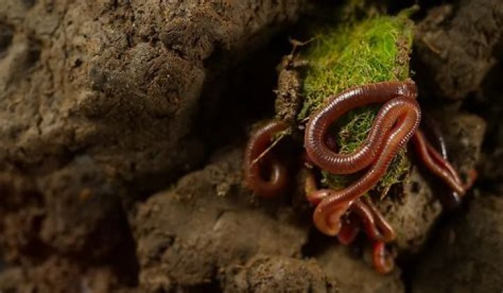 Do earthworms eat nematodes