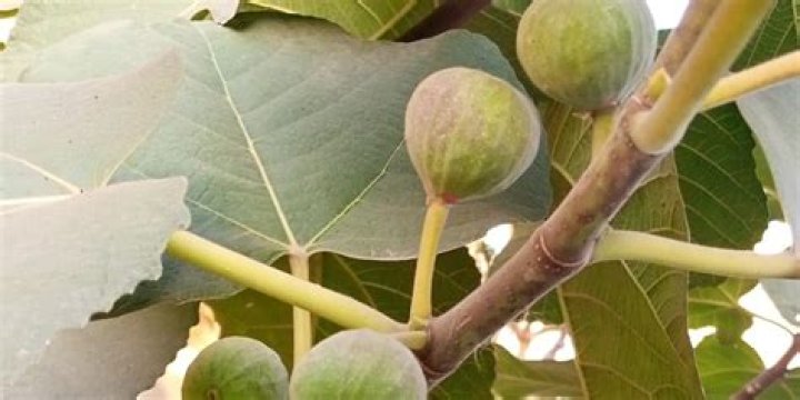 Do figs grow in Georgia