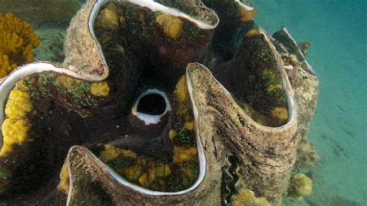 Do giant clams have teeth