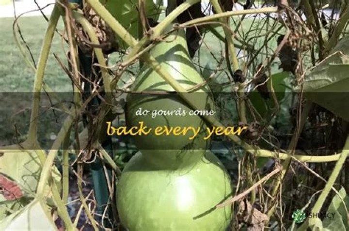 Do Gourds come back every year