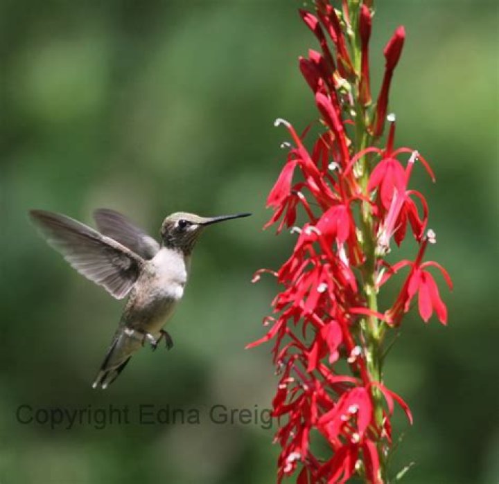 Do hummingbirds like cardinal vine