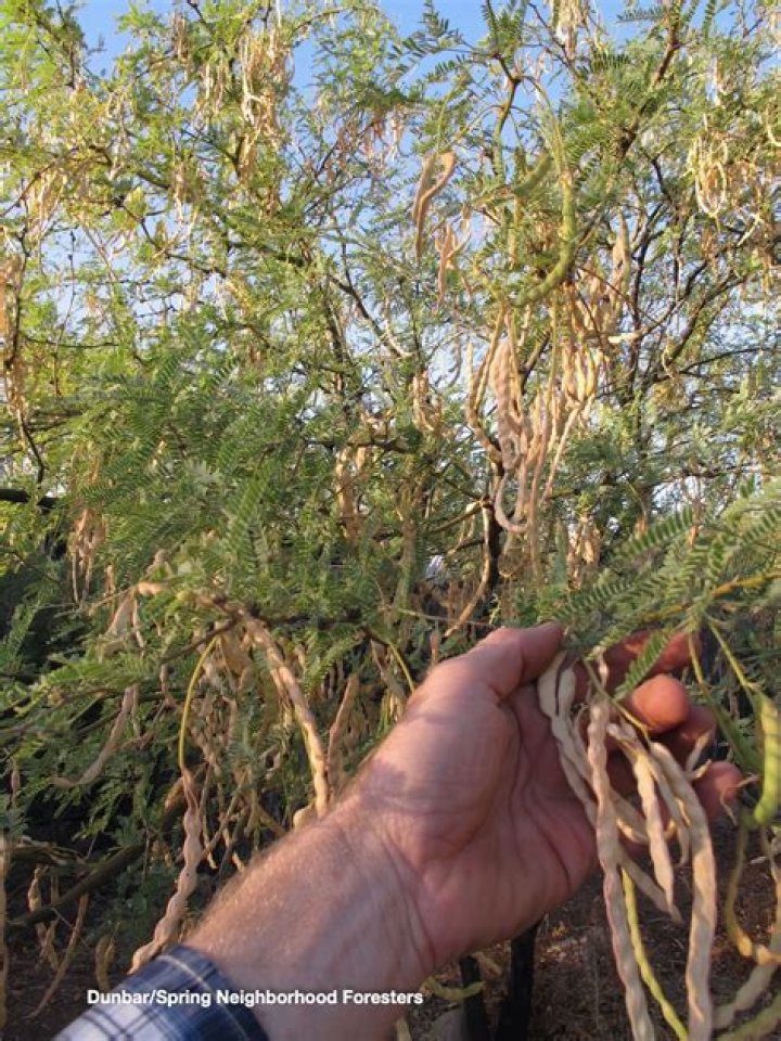 Do mesquite trees have pods