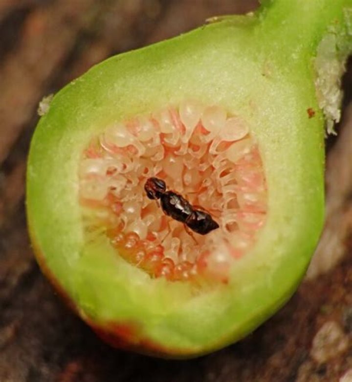 Do Mission figs have wasps in them
