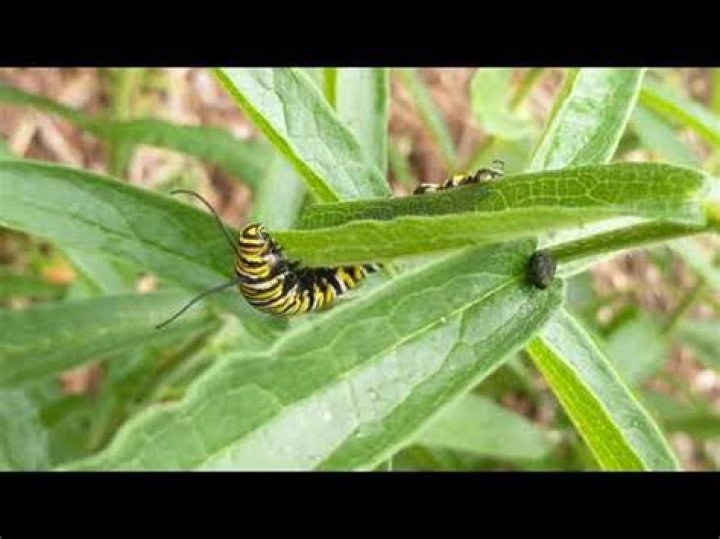 Do Monarch caterpillars eat Asclepias tuberosa