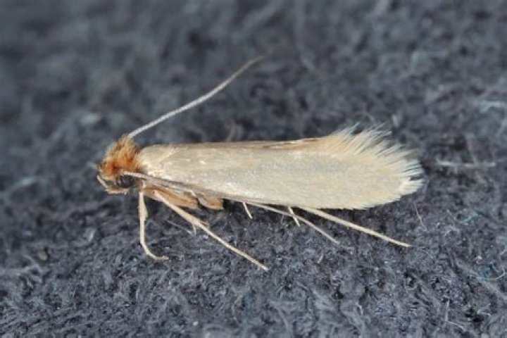 Do moths really eat clothes