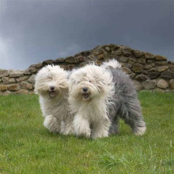 Do Old English Sheepdogs bite