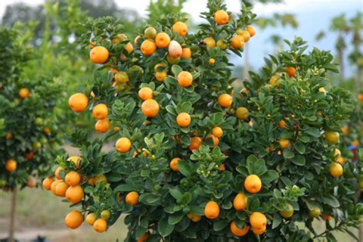 Do oranges grow in Vietnam