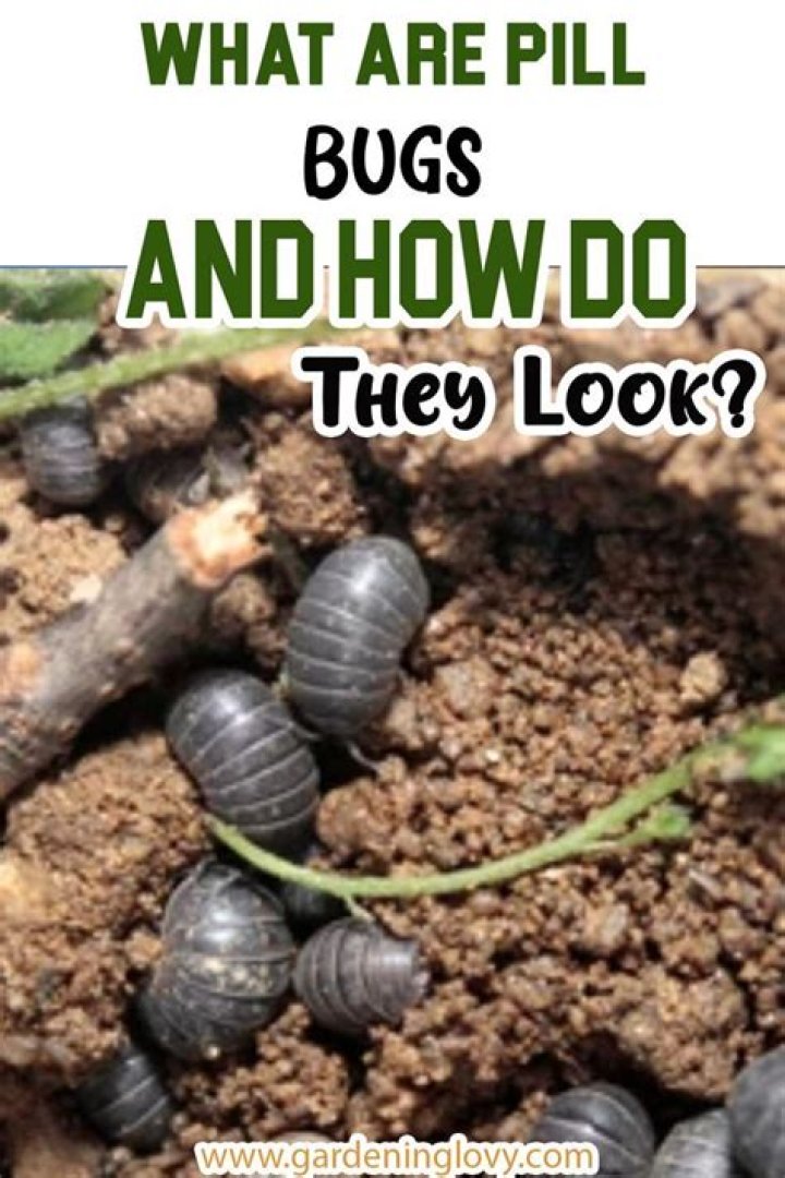 Do pill bugs prefer wet or dry
