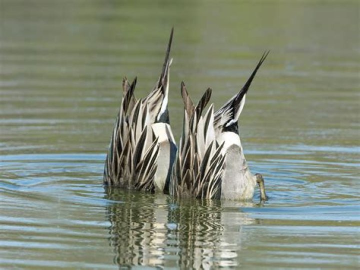 Do pintail ducks dive