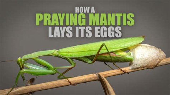 Do praying mantis have live babies
