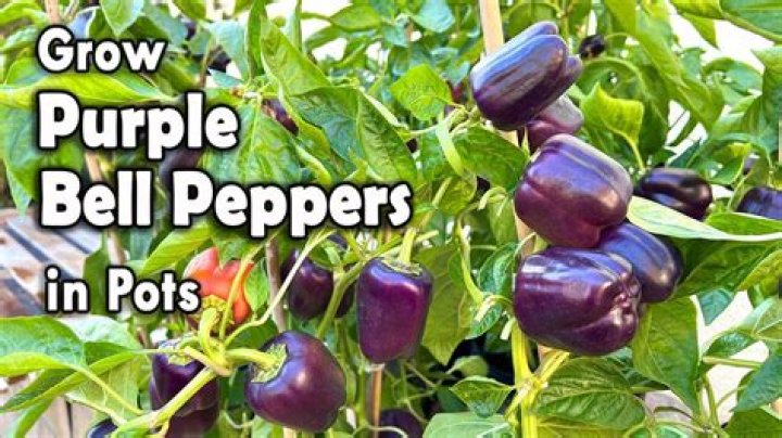 Do purple bell peppers turn green