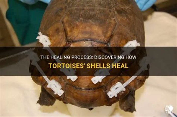 Do tortoise shells heal