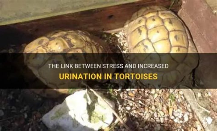 Do tortoises urinate