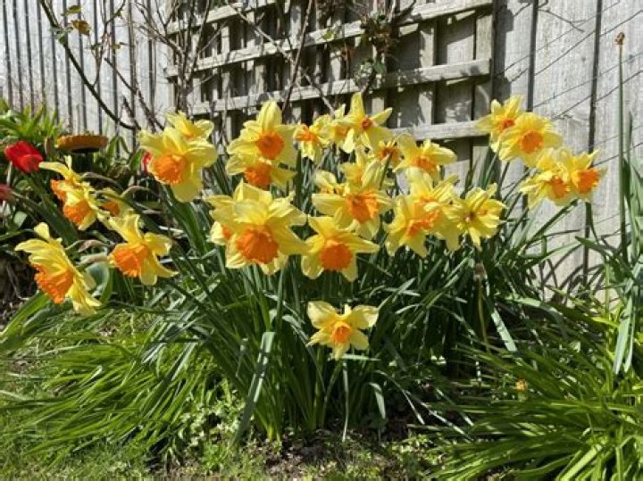 Do tulips bloom after daffodils