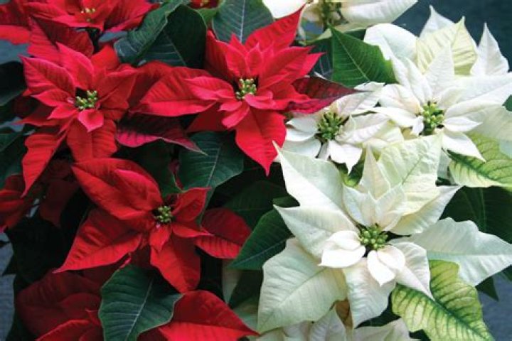 Do white poinsettias turn red