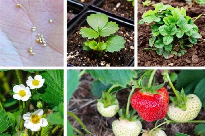 Do you need to stake strawberry plants
