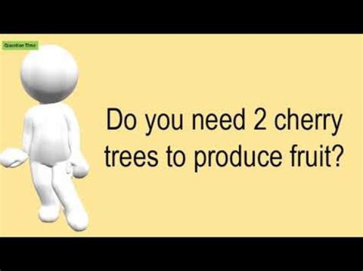 Do you need two cherry trees to produce fruit
