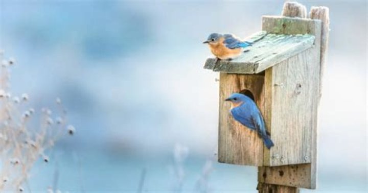 Does a bluebird house need a perch