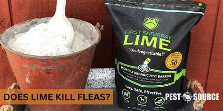 Does agricultural lime kill fleas